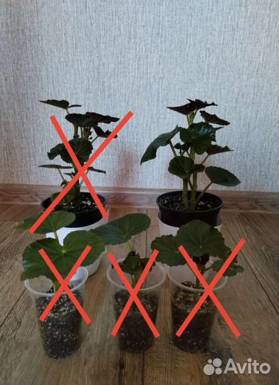 Бегония элатиор