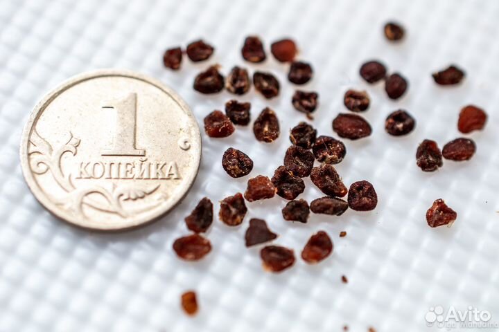 Семена цикламена, Гибискуса травянистого