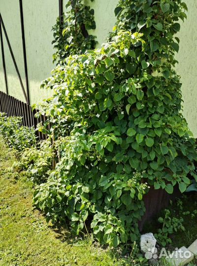 Гортензия черешковая