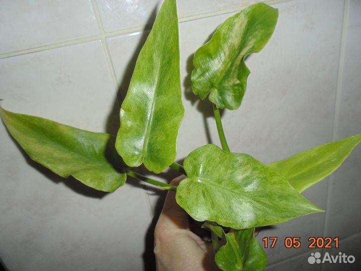 Филодендроны, Аглаонемы, и др. Ароидные