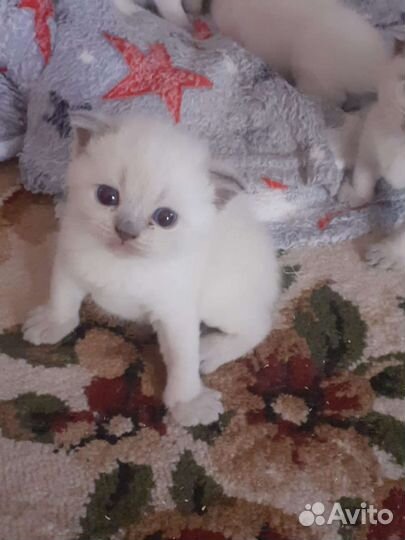 Котята в добрые руки бесплатно