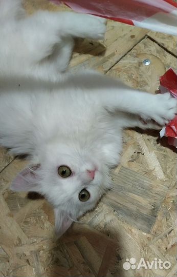 Кошечка в добрые руки