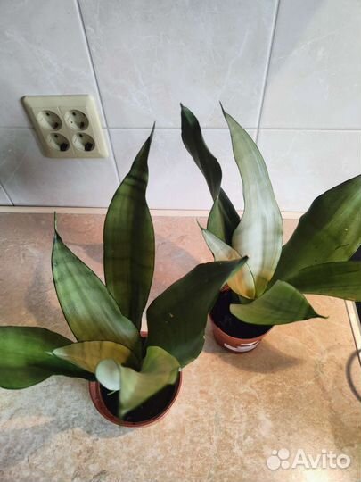 Сансевиерия муншайн