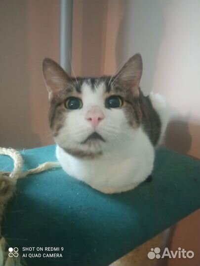 Ласковый и нежный Котик в поисках дома