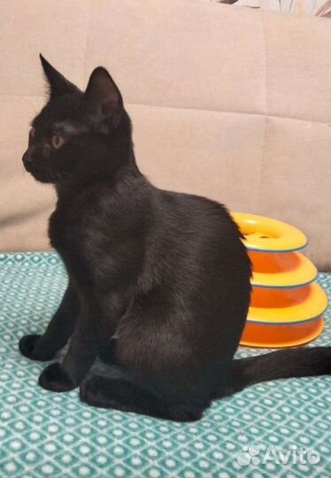 Котенок Чаузи девочка ф2 блэк-гризли окраса