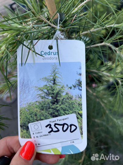 Кедр
