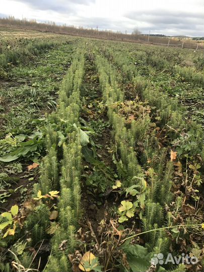 Сеянцы ели, сосны окс, зкс