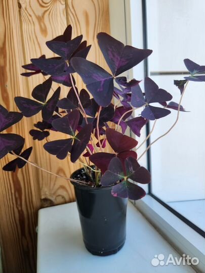 Комнатные растения