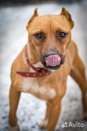 Бест/Один ищет дом