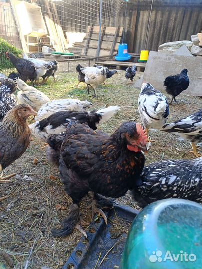 Молодые петушки