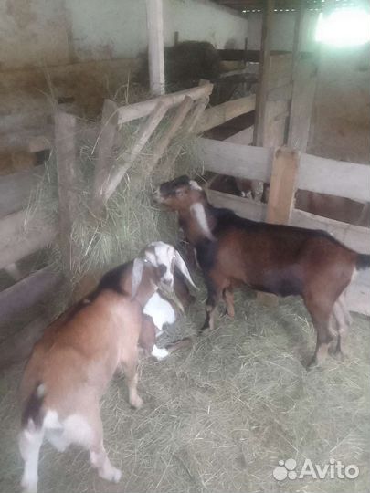 Козлики нубийские