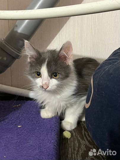 Пушистый мальчик (из приюта)