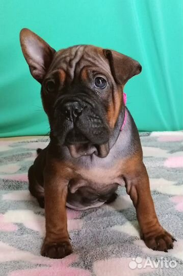 Щенки чунцин