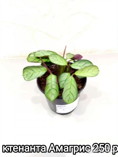 Комнатные цветы