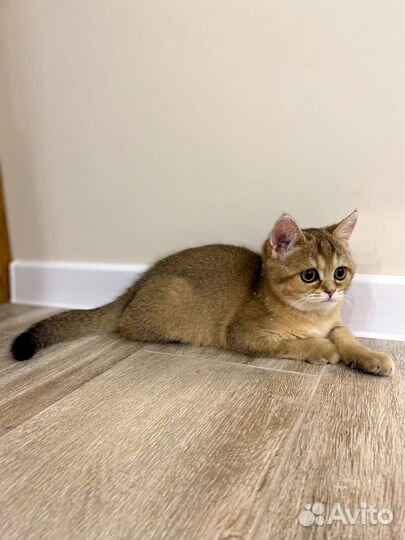 Британская кошечка