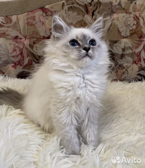 Невские маскарадные котята