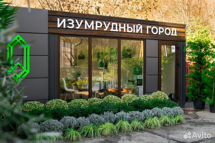 Фотиния Ред Робин для живых изгородей 80-120 см