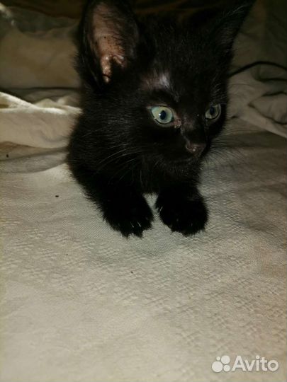 Котенок