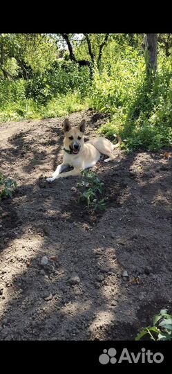 Отдам щенков в хорошие руки