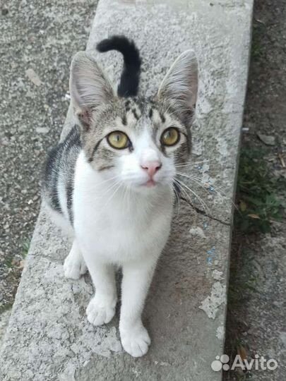 Котёнок в поисках дома