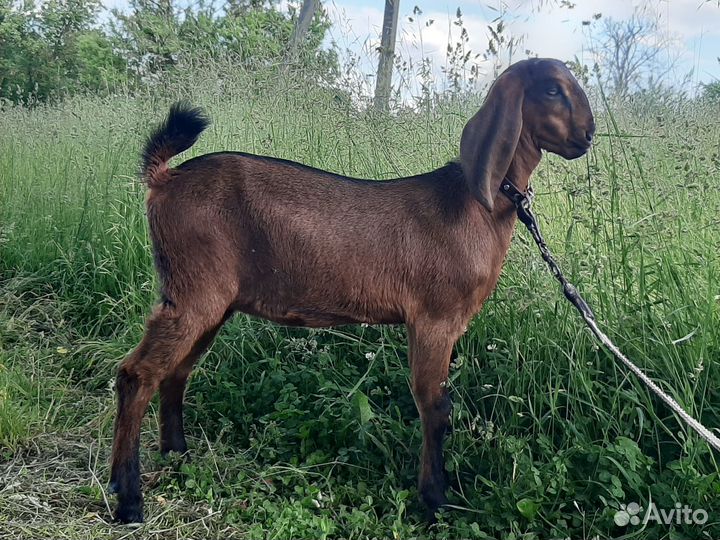 Нубийская козочка