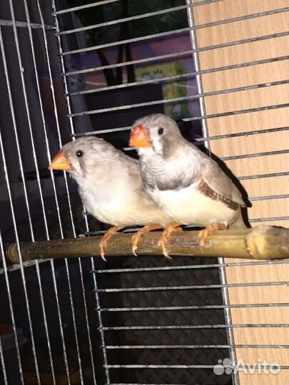 Птенцы амадины зебровые