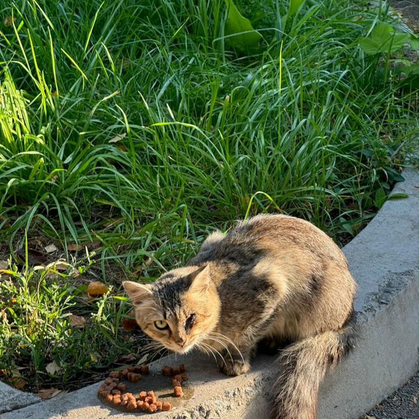 Кошки