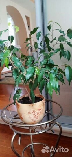 Домашние цветы