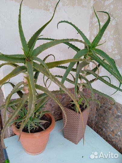 Комнатные цветы Сансевиерия и алоэ