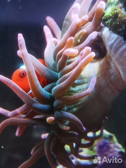 Морской аквариум. 20 литров. Кубик