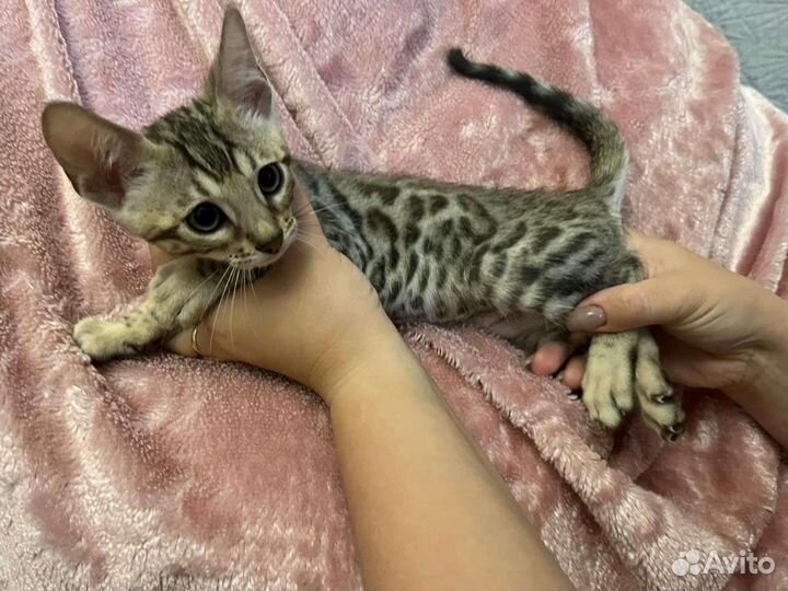 Бенгальская кошка