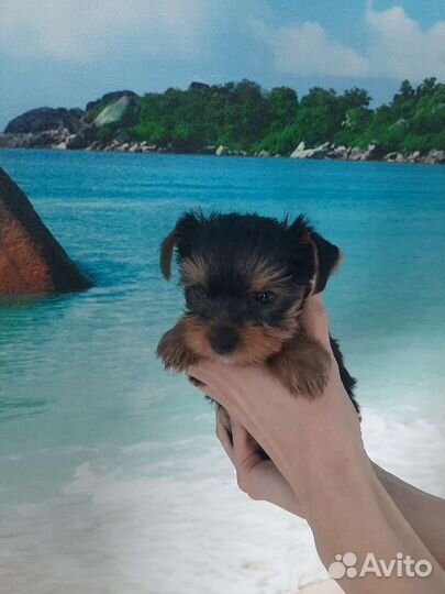 Йоркширский терьер