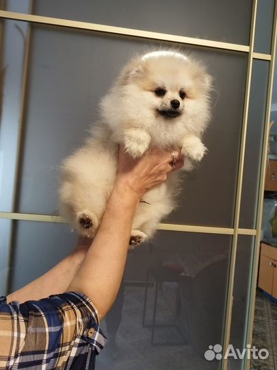 Мальчик в померанском типе