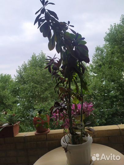 Синадениум дерево Любви