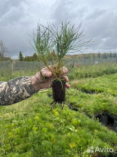 Лиственница с зкс Голубая Ель Сосна горная мугус