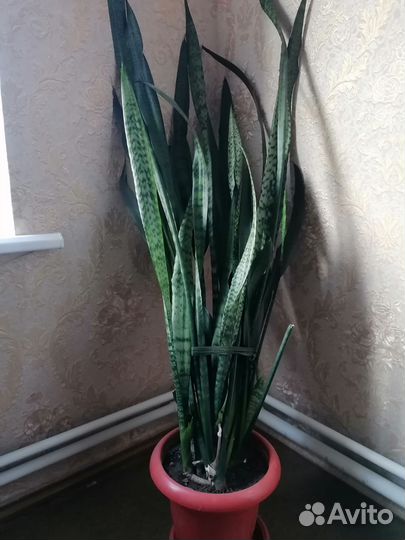 Комнатные растения