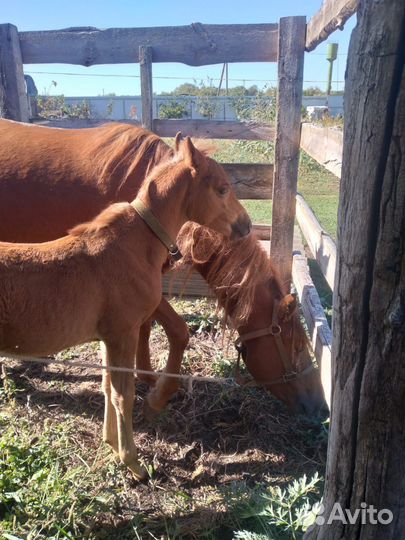 Кобыла и жеребёнок (девочка)