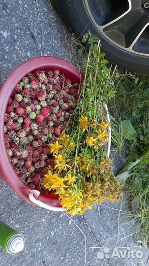 Лекарственные травы