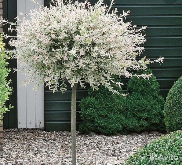 Ива хакуро нишики на штамбе