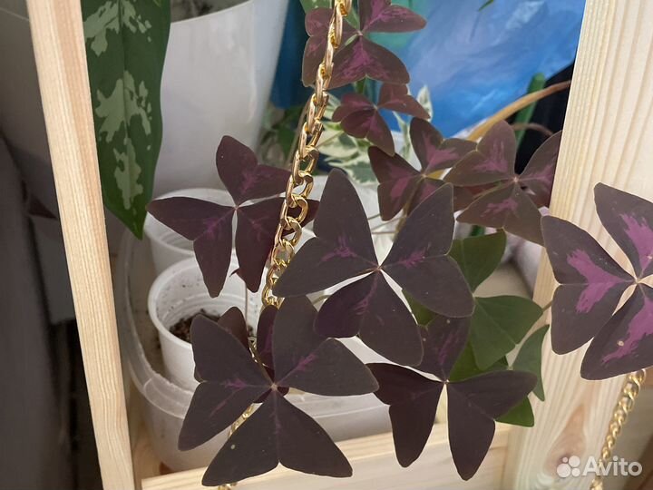 Кислица оксалис