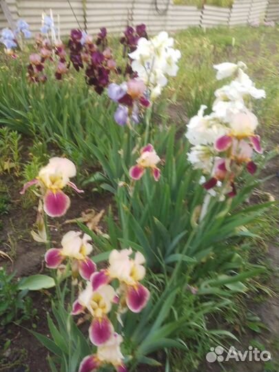 Ирисы бородатые