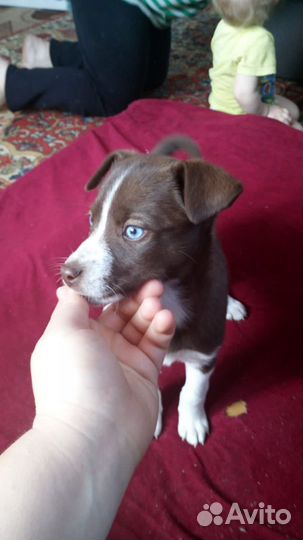 Далматин с хаски