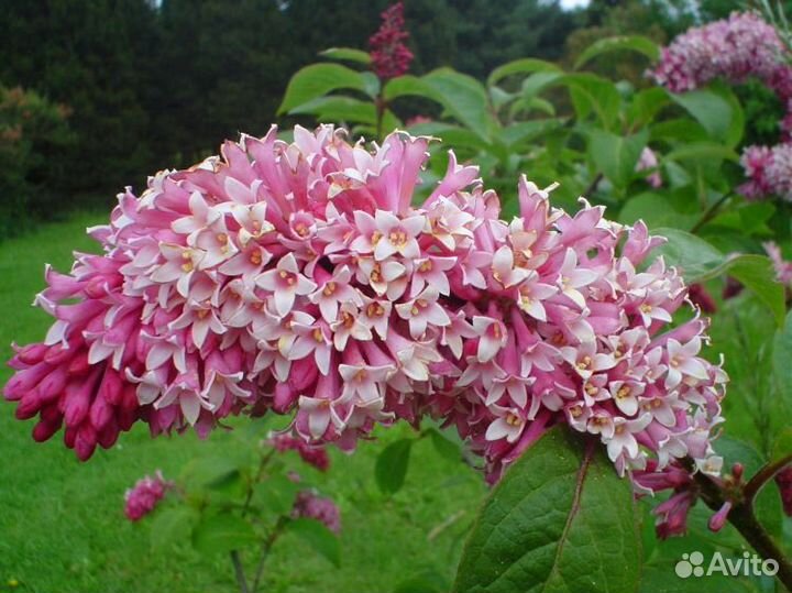 Декоративные, редкие, хвойные, растения