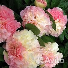 Пион лойс чойс со своего сада