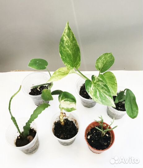 Набор комнатных растений