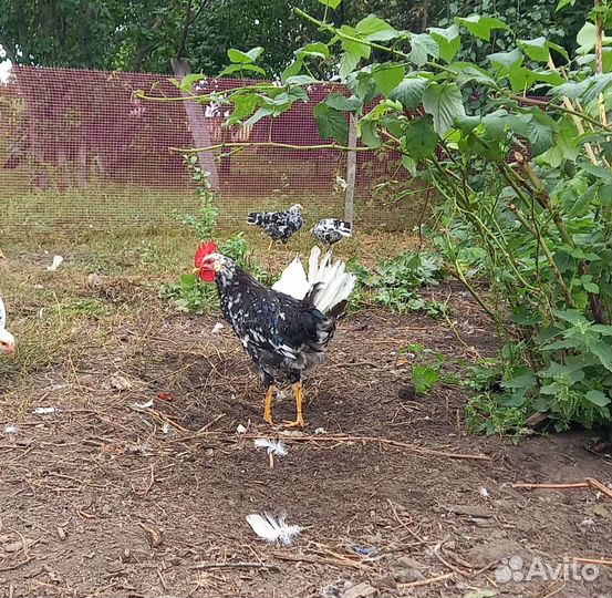 Молодой петух породы леггорн далматинец