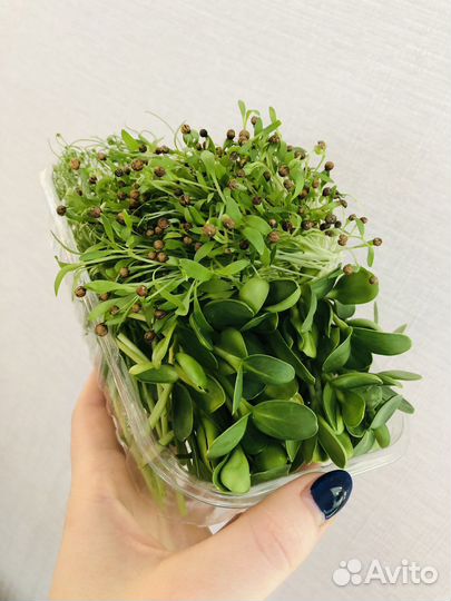 Набор для выращивания микрозелени