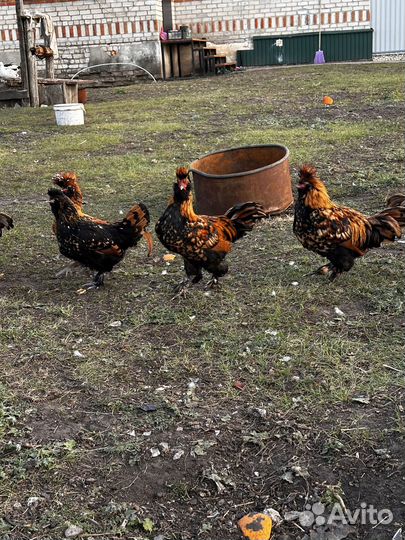 Петушки Павловское золото