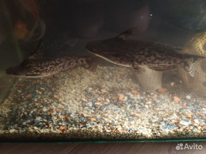 Аквариумные рыбки