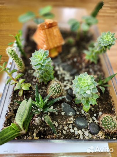 Кактусы и суккуленты